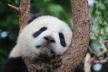 熊猫围观吃瓜图片搞笑视频,萌态百出笑料连连