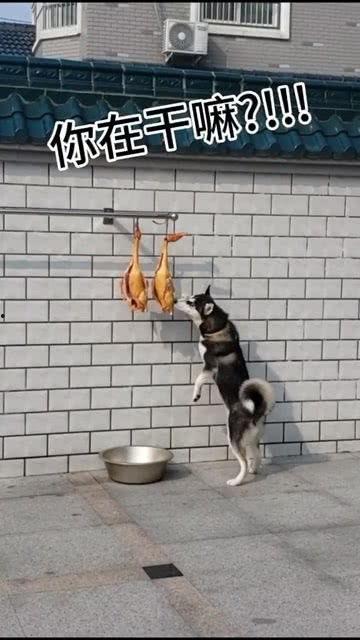 狗子吃瓜搞笑视频大全,笑料横生！狗子吃瓜搞笑视频大盘点