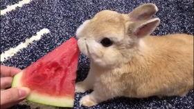 兔子吃瓜西瓜视频大全,萌态百出欢乐多