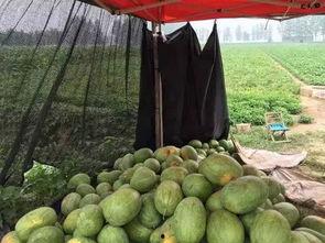 花皮瓜种子可以吃吗视频,可食用之谜