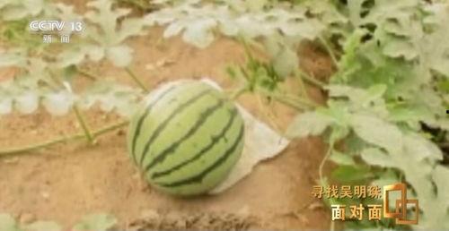 新疆小网红吃瓜视频,带你领略新疆美食的独特魅力